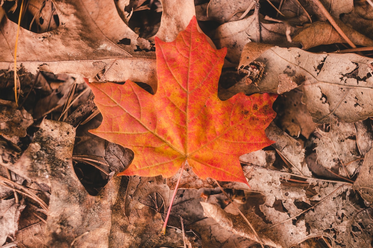 Bright autumn maple leaf on dry ground