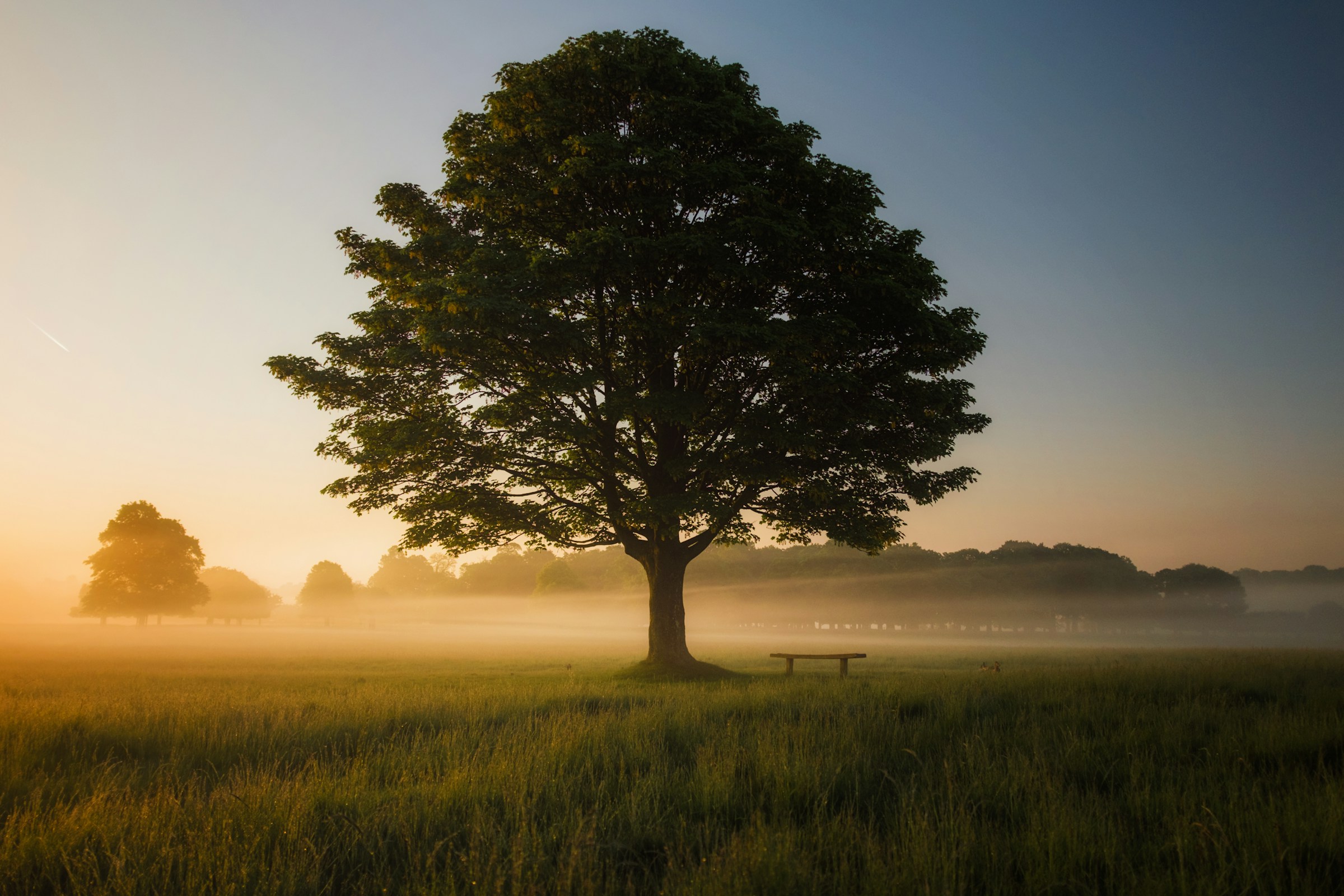 Large tree in misty sunrise field