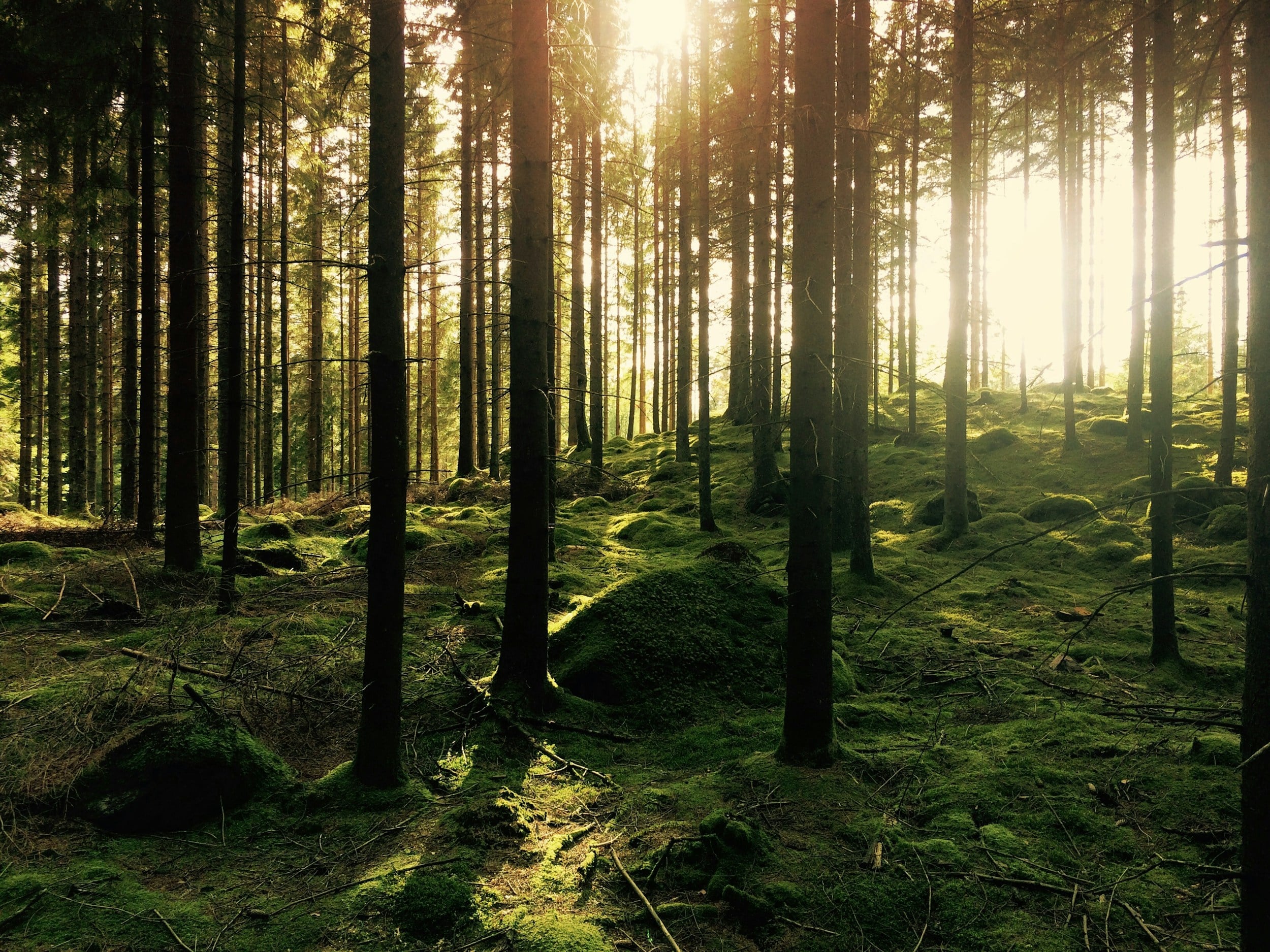 Sunlit forest with lush green mossy ground.