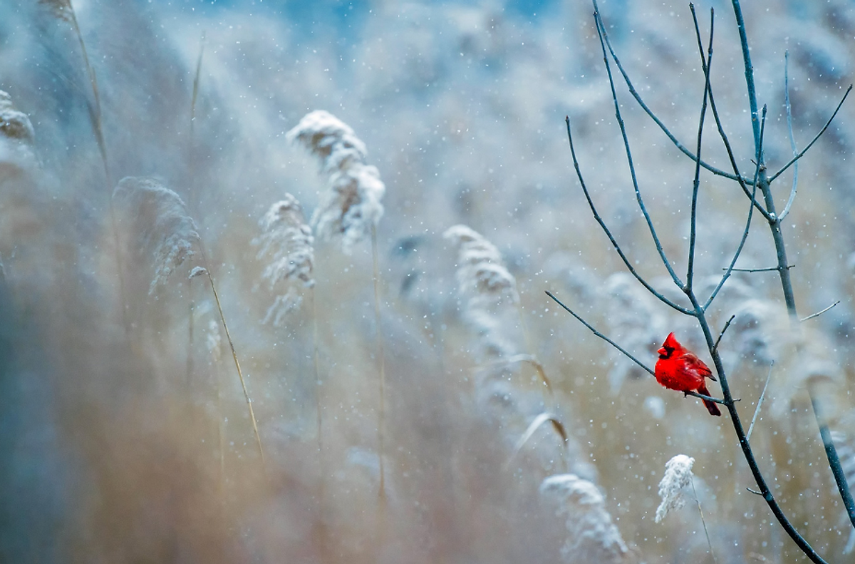 Grief and Trauma Therapy at Creating Space Therapy in-person in Batavia and online in Illinois.