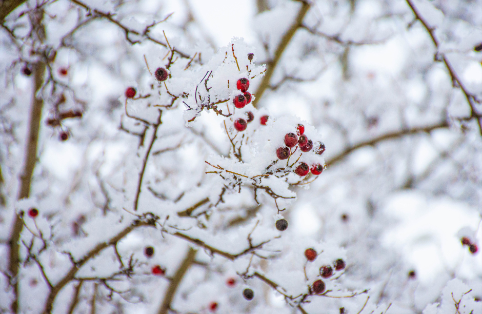 Snow-covered branches with red berries in winter.