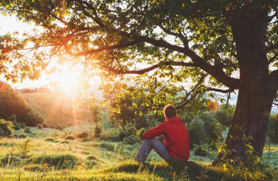 Person sitting under tree enjoying sunset in nature.