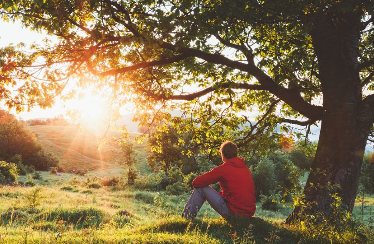 Person sitting alone under a large tree with sunlight filtering through the branches, gazing toward the sun in the distance.