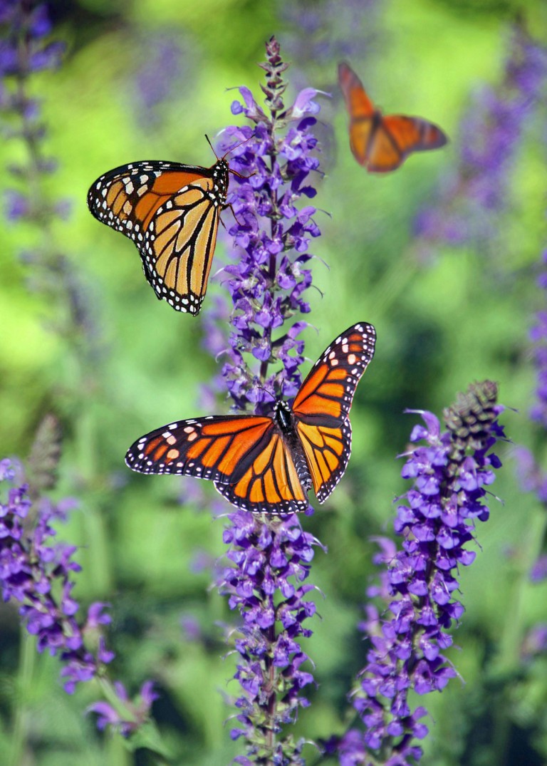 Monarch butterflies on purple flowering plants.