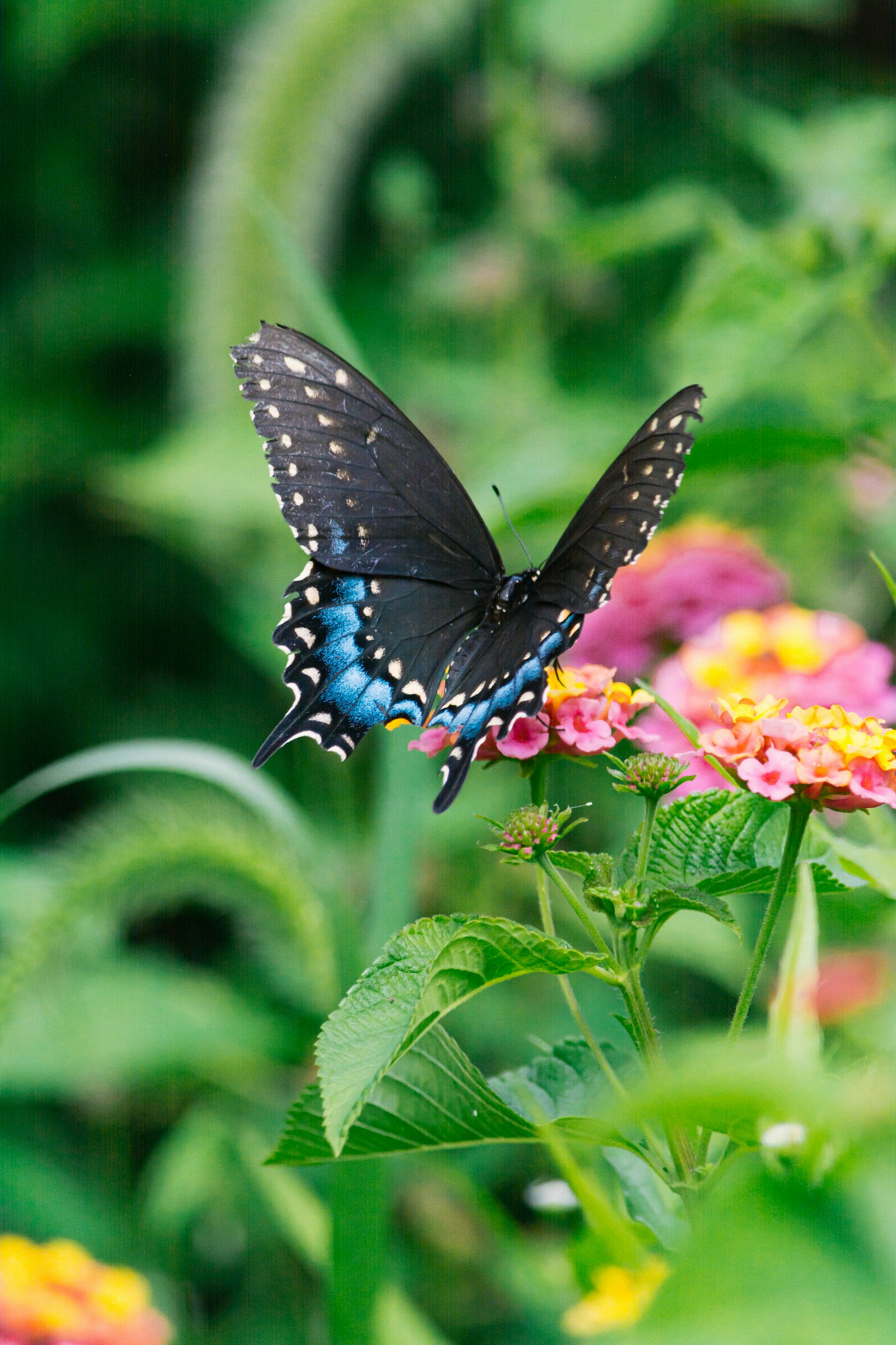 Black butterfly on colorful flowers
